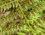 Wald-Frauenfarn - Athyrium filix-femina 