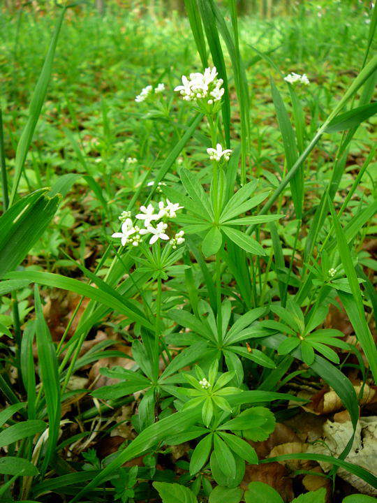 Waldmeister - Galium odoratum