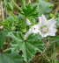 Weg-Malve - Malva neglecta