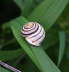 Weimndige Bnderschnecke - Cepaea hortensis