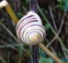 Weimndige Bnderschnecke - Cepaea hortensis