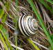Weimndige Bnderschnecke - Cepaea hortensis