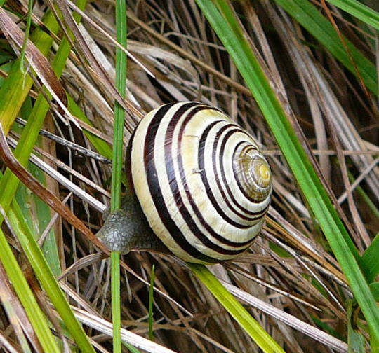 Weimndige Bnderschnecke - Cepaea hortensis