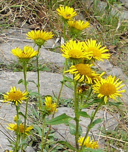 Wiesen-Alant - Inula britannica