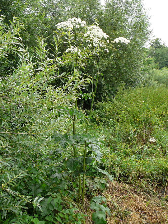 Wiesen-Brenklau - Heracleum sphondylium