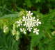 Wiesen-Kerbel - Anthriscus sylvestris
