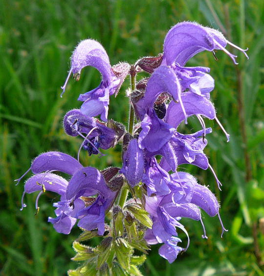 Wiesen-Salbei - Salvia pratensis