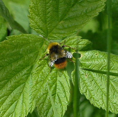 Wiesenhummel - Bombus pratorum