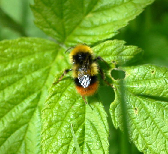 Wiesenhummel - Bombus pratorum