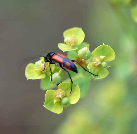Zweibindiger Schmalbock - Stenurella bifasciata