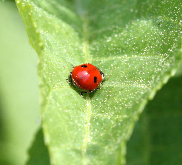 Zweipunkt-Marienkfer - Adalia bipunctata