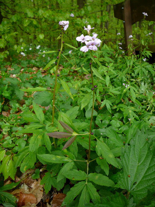 Zwiebel-Zahnwurz - Cardamine bulbifera